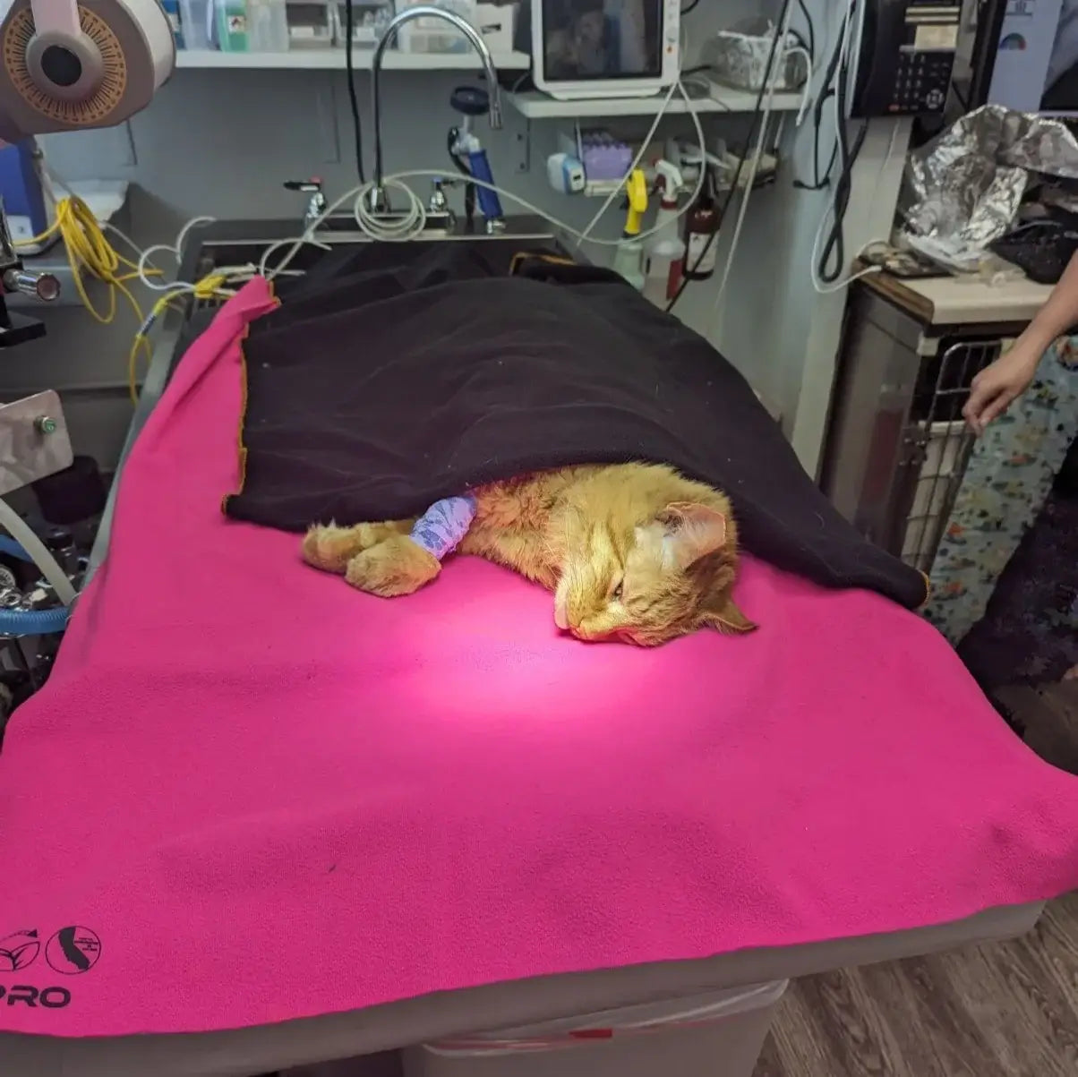  this versatile blanket is suitable for both veterinary and consumer use, with custom options available.